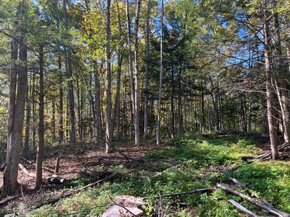 NY hunting land for sale