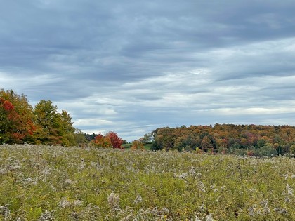 Catskills NY land for sale