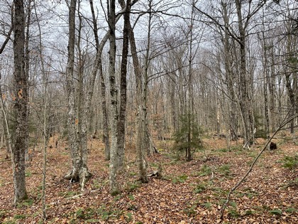 NY hunting land for sale