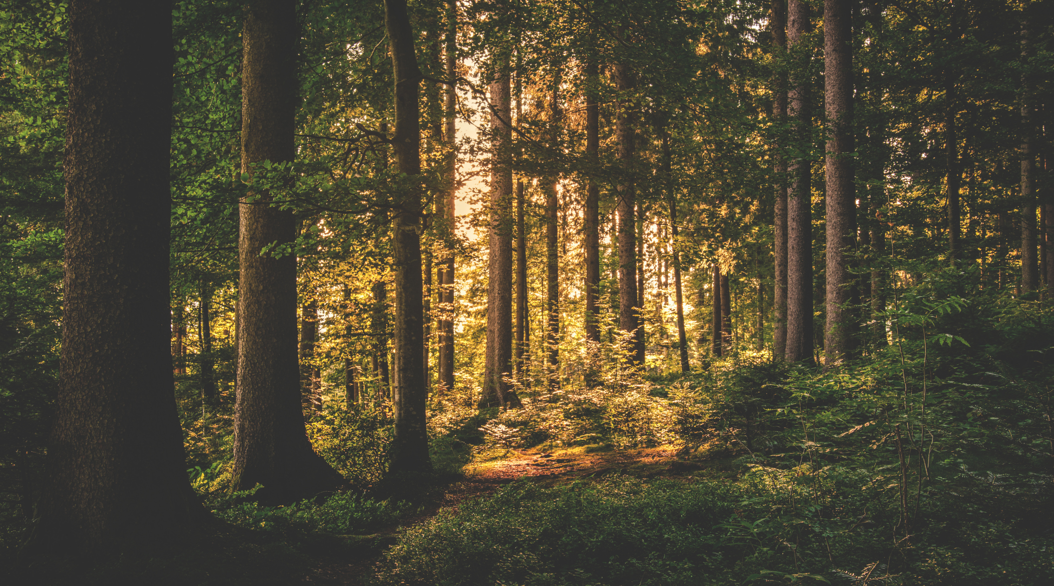 Beautiful green woods in ny state what is true land company