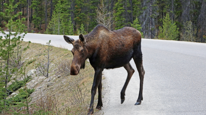 moose is on the loose in ny state