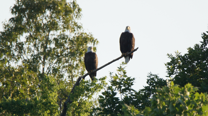 eagles in the neighborhood ny state